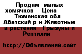 Продам  милых хомячков! › Цена ­ 100 - Тюменская обл., Абатский р-н Животные и растения » Грызуны и Рептилии   